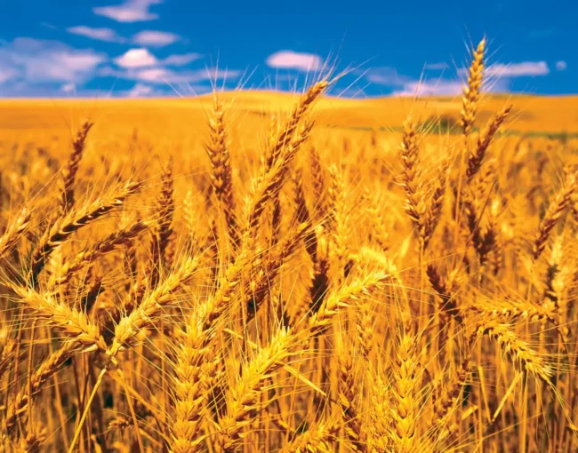 india-in-talks-with-russia-for-discounted-wheat-imports-to-tackle-food-inflation